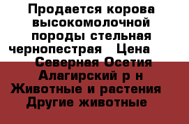  Продается корова высокомолочной породы.стельная,чернопестрая › Цена ­ 65 - Северная Осетия, Алагирский р-н Животные и растения » Другие животные   